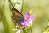 Aricia eumedon